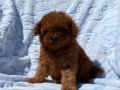 Kıvırcık Peluş Teacup Poodle