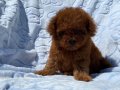 Kıvırcık Peluş Teacup Poodle