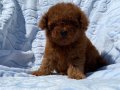 Kıvırcık Peluş Teacup Poodle