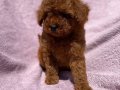Kıvırcık Peluş Teacup Poodle
