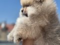 DİŞİ POMERIAN BOO