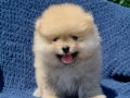 DİŞİ POMERIAN BOO
