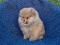 ATI SURAT POMERIAN BOO PARTİ COLOR