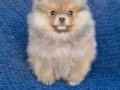 ATI SURAT POMERIAN BOO PARTİ COLOR
