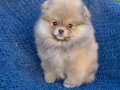ATI SURAT POMERIAN BOO PARTİ COLOR
