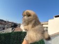ATI SURAT POMERIAN BOO PARTİ COLOR