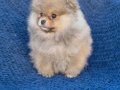 ATI SURAT POMERIAN BOO PARTİ COLOR