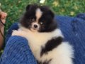 ATI SURAT POMERIAN BOO PARTİ COLOR