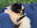 ATI SURAT POMERIAN BOO PARTİ COLOR