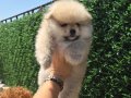 ATI SURAT POMERIAN BOO PARTİ COLOR