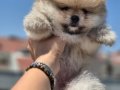 ATI SURAT POMERIAN BOO PARTİ COLOR