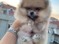 Orange Pomerian Boo 