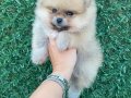 Orange Pomerian Boo 