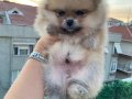 Orange Pomerian Boo 
