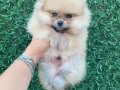 Orange Pomerian Boo 