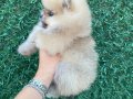 Orange Pomerian Boo 
