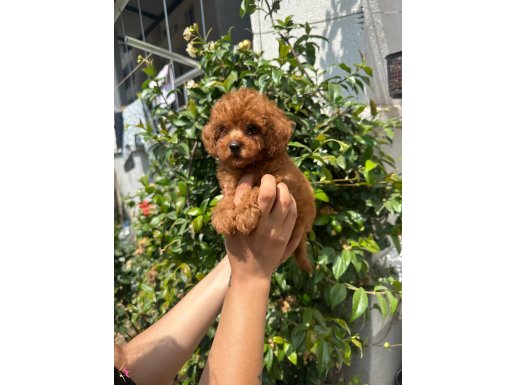 Mükemmel kalıtede poodle bebekler 