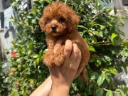 Mükemmel kalıtede poodle bebekler 