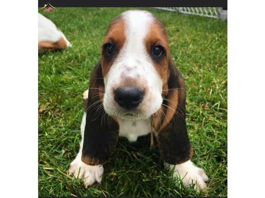 Basset hound yavruları hush puppiess