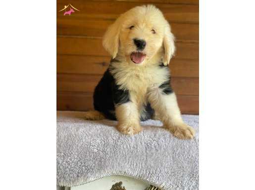 Mavi göz özel çok nadir old english shepperd dog 