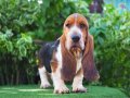 Nadir ırk hushpuppies basset hound yavrularımız