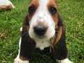 Basset hound yavruları hush puppiess