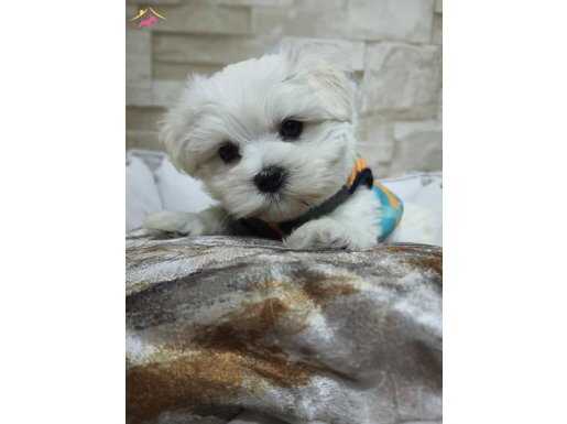 Pofuduk Maltese Yavrular 