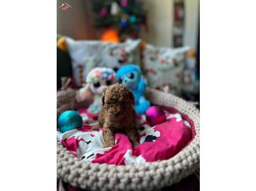 Orjinal Toy Poodle Yavrular 