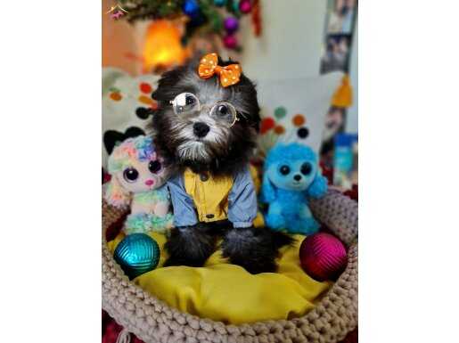 Silver Toy Maltipoo Prens