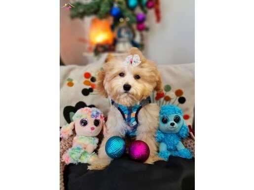 Toy Maltipoo Yavrular 