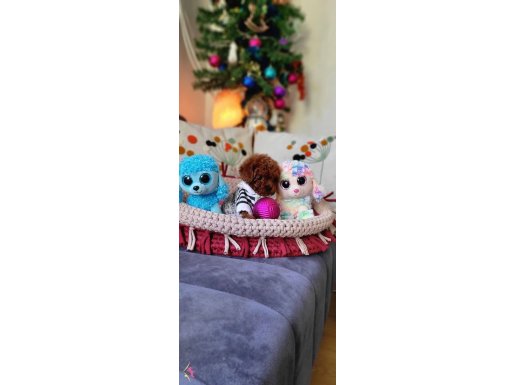 Korean Toy Poodle 