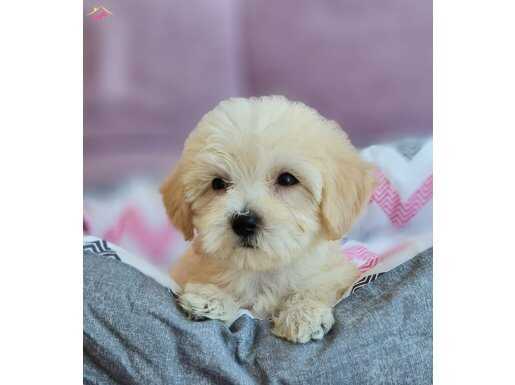 Maltipoo Bebekler