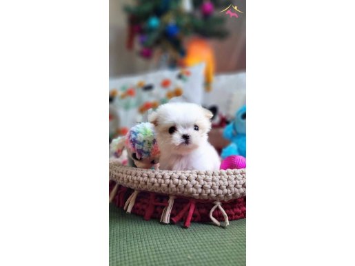 Mini Mini Morkie Yavrular