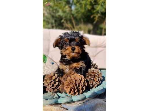 Oyuncu Yorkipoo Yavruları