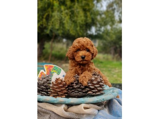 Orjinal Toy Poodle 