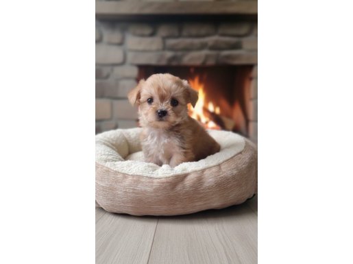 Miniş Miniş Morkie Yavrular