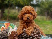 Orjinal Toy Poodle 