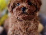 Pofuduk Toy Poodle Yavrular