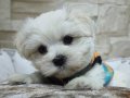Pofuduk Maltese Yavrular 