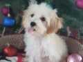 Orjinal Maltipoo Yavrular 