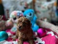 Orjinal Toy Poodle Yavrular 