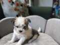 Minik Prens Morkie 