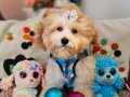 Toy Maltipoo Yavrular 