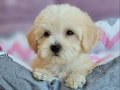 Maltipoo Bebekler