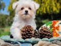 Mini Mini Morkie Yavrular
