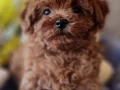 Pofuduk Toy Poodle Yavrular