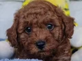 Pofuduk Toy Poodle Yavrular