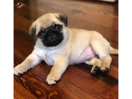 Show Kalite Ev Ortamından Pug Mops Bebekler 