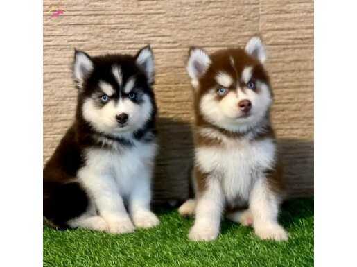 AVRUPA KALİTESİNDE HUSKY BEBEKLER 