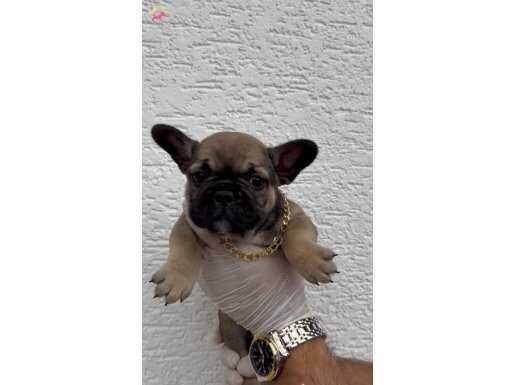 UYGUN FRENCH BULLDOG YAVRULARIMIZ